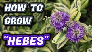 How To Grow Hebes : Beautiful Variegated Plants (Quick Guide)