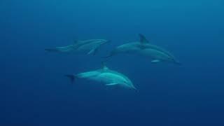 Nature Nurtures - Common dolphins