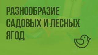 Ягодные растения. Разнообразие садовых и лесных ягод. Видеоурок по окружающему миру 1 класс