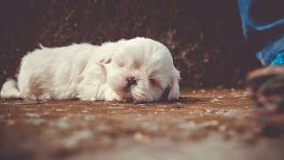 |Puppy Dogs sleeping TOP Compilation 2020|Baby dogs Compilation| Милые щенята спят| Подборка Видео|