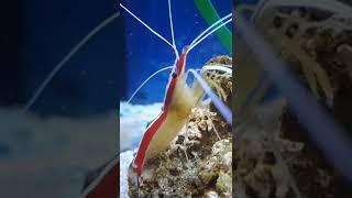 Pacific Cleaner Shrimp!  #shorts #shrimp #ocean #sealife #seaanimals #viral #explore