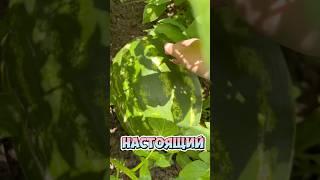 Вырастила арбузик #жизньвдеревне #sunnygirl #тиктокнутая #shortsvideo #юмор