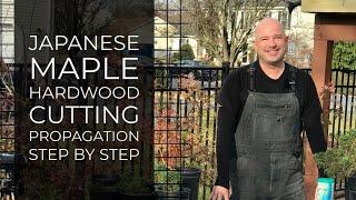 Japanese maple hardwood cutting propagation