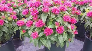 Monarda 'Cherry Pops' (Bee Balm) // Super, Easy to Grow Native, Attracts Pollinators Hummingbirds