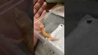 MURPHY PATERNLESS #reptile #geckos #leopardgecko #youtubeshorts #shorts #trending