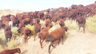 Shiny Hissar sheep graze in the mountains. The best sheep