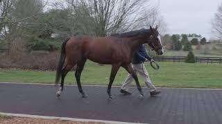 Belmont Stakes Winner Tiz The Law Arrives at Stud at Coolmore