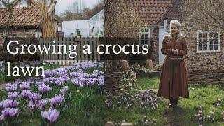 How to Grow a Crocus Lawn - Autumn Bulb Growing Tips for Winter Flowers