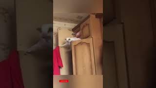 cute cat videos  funny videos nn