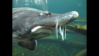 Beluga sturgeon feeding (Huso huso)