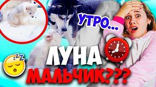 ПОМСКИ БЭЛЬ И ХАСКИ ЛУНА ЦЕЛУЮТСЯ??! УТРО ЩЕНКА МИНИ ХАСКИ С ЛУНОЙ ЧТО СЛУЧИЛОСЬ? ЛУНА ОЗВЕРЕЛА?