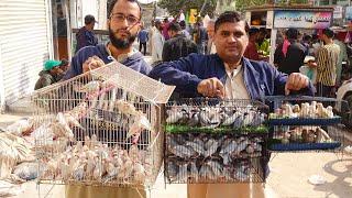 Birds Market Lalukhet Sunday Video Latest Update 5-1-25  Saal ke Pehle sunday me khoob kharidari