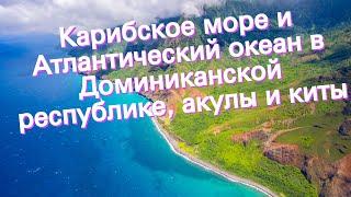 Карибское море и Атлантический океан в Доминиканской республике, акулы и киты