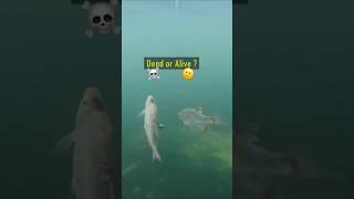 Dead or Alive Baitfish ? Pike react... #pike #fishing #underwater