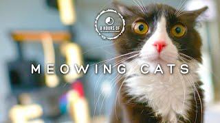 Scare MICE Away FAST with These CAT Meowing Sounds! Cat Sounds to Scare Mice!