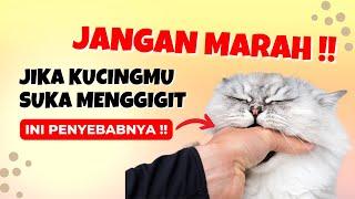 Ternyata ini Alasannya !! 7 Alasan Kenapa Kucing Suka Menggigit Tangan dan Kaki Kita