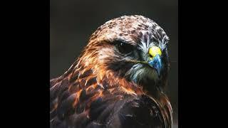 [WILDLIFE FACTS] Buzzards are all about survival skills