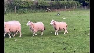 Ru.. 5 months old.. lot 135