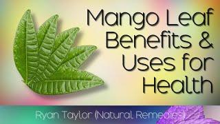 Mango Leaves: Benefits and Uses