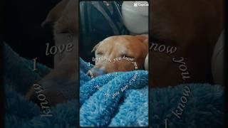 my dog Sammy  || LAINI_33 #fypシ #youtube #mychannel #dog ||