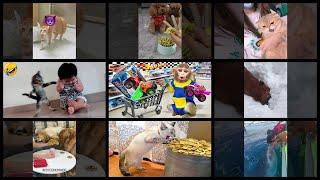 What's Trending in Pets & Animals on Tuesday, May 16th, 2023