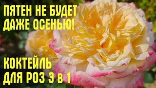 Пятен НЕ БУДЕТ ДАЖЕ ОСЕНЬЮ! Чем опрыскать розы в августе. СУПЕР КОКТЕЙЛЬ 3 в 1