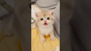 The Cutest Meow in the world️ #cat #kitten #cute #funny #cutecat #funnyvideo #meow #shorts