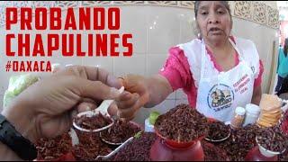 Probando Chapulines en #oaxaca