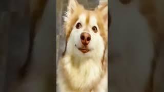 Marvelous dogs