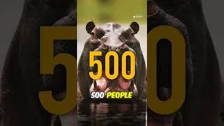 Hippos Are Cuter Than Lions... But WAY More Dangerous 
