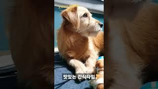 콩떡이 최근 좋아하는 간식 #Shorts