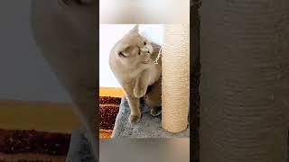 Funny cats. Some cool moments. Collection.