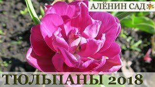 МОИ ТЮЛЬПАНЫ  2018 / MY TULIPS 2018