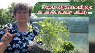 Висаджую рештки розсади ...