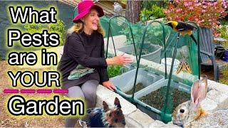 Pests You May Have in Your Garden & TIPS How to Control Pests the Organic Way for Vegetable Plants