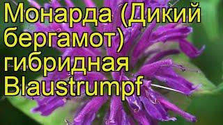 Монарда гибридная (Blaustrumpf). Краткий обзор, описание характеристик, где купить саженцы