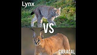 Lynx vs. Caracal: Spots and Speed: