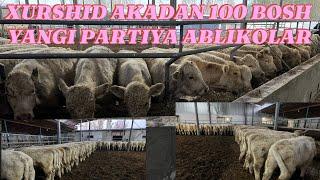 XURSHID AKADAN 100 BOSH ABLIKOL BUQACHALAR