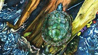 Watercolor Time Lapse | Watercolor Speed Painting - Painted Turtle