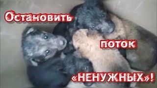 Остановить поток «НЕНУЖНЫХ»! Приют для животных