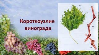 @Вирусная болезнь винограда  Короткоузлие винограда