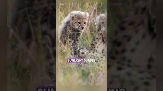 Fascinating Animal Facts That Will Expand Your Knowledge!