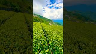 Eryanping Trail #shortsvideo #shortvideo #shorts #short #alishan #trail #trailer #trailers #sun