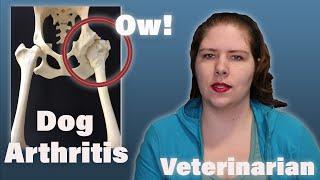 Canine OA - What Causes It? How Common? | Part 1 of 3