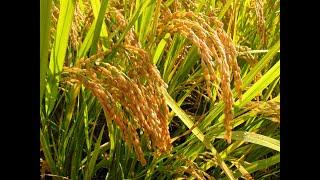 Breeding Perspectives and Dynamics of Rice(Oryza sativa) Improvement for Enhanced Nitrogenand Phosp