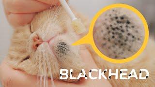 Cleaning Cat's Blackhead  - My Secret Weapon For Cat Acne - No One Has Ever Recommended It 