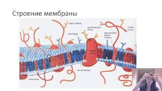 Цитоплазматическая мембрана