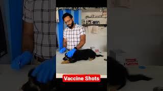 Puppies Vaccine Shots at Home #drrahulpetscare #dog #shorts #shortvideo