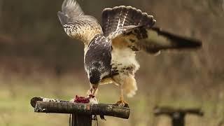 HE brings her food to the nest, I think.. !