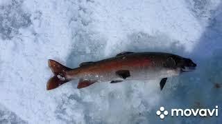 Fishing in the wilds of Altai